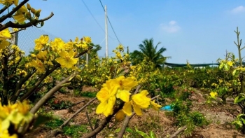 Xây dựng thương hiệu mai vàng Bình Lợi bằng công nghệ 4.0