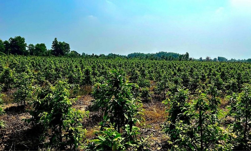 Cánh đồng hoa mai rộng hàng trăm ha ở xã Bình Lợi, huyện Bình Chánh, TP Hồ Chí Minh.