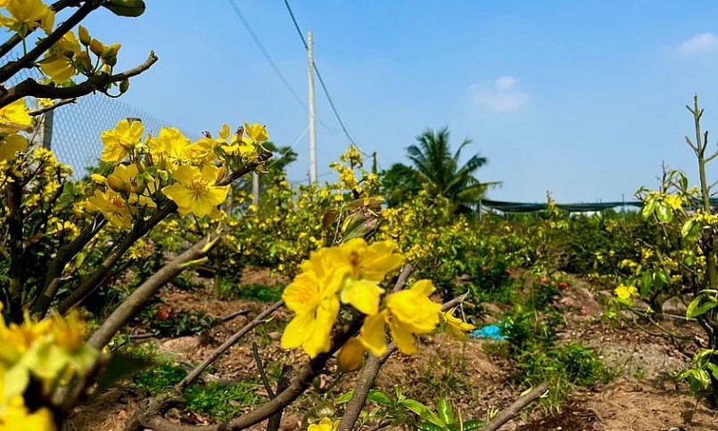  thương hiệu mai vàng nay còn gắn liền những giống mai đột biến, mai siêu bông, mai bonsai đặc biệt chỉ có ở địa phương. N