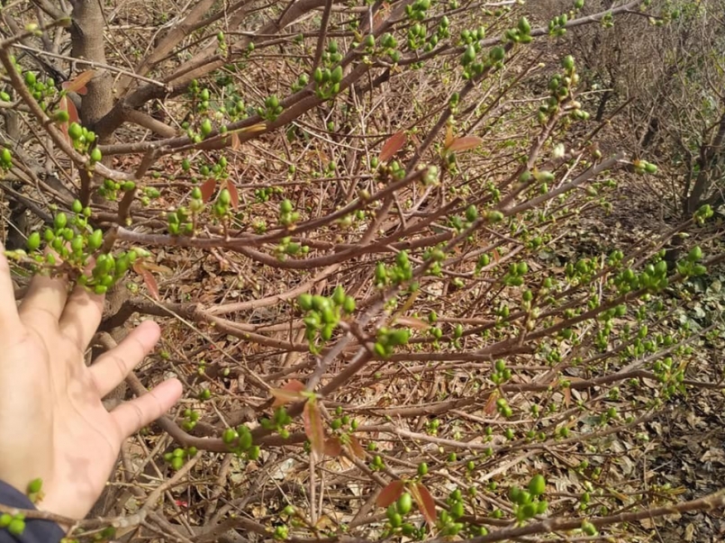 Mai Bình Lợi sẵn sàng đón Tết