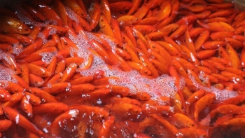 Cá chép đỏ dùng cúng ngày ông Công ông Táo có ăn được không?