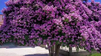 Cây bằng lăng - Vẻ đẹp thơ mộng và giá trị dược liệu