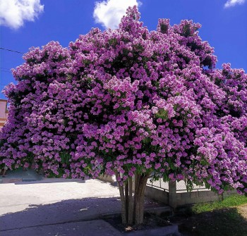 Cây bằng lăng - Vẻ đẹp thơ mộng và giá trị dược liệu