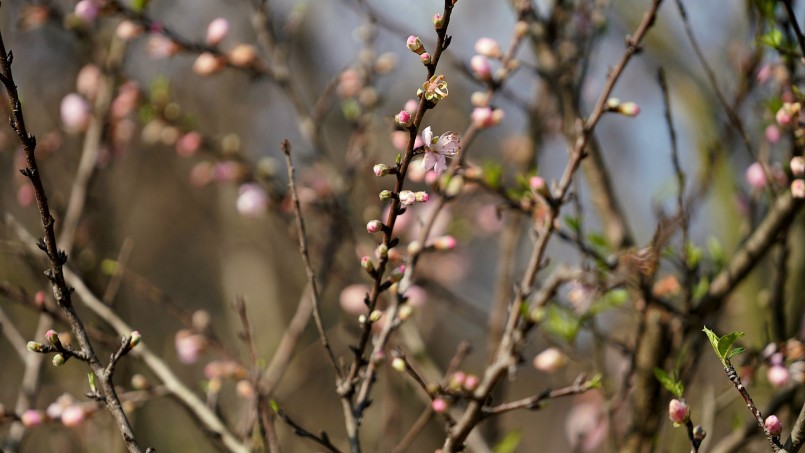Những bông hoa đào bung nở những ngày cận Tết. Ảnh: Vũ Đạo