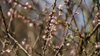 Đào rừng Sơn La theo chân "người chơi" về phố thị