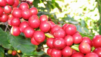 Giá nông sản hôm nay 2/2: Cà phê tiếp tục giảm, hồ tiêu giữ ổn định