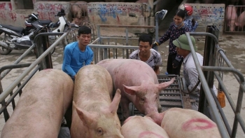 Giá heo hơi tăng từng ngày khi Tết Nguyên đán 2024 cận kề