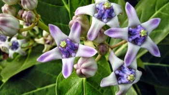 Cây bồng bồng - Vị thuốc dân gian chữa hen, ho, viêm đường hô hấp