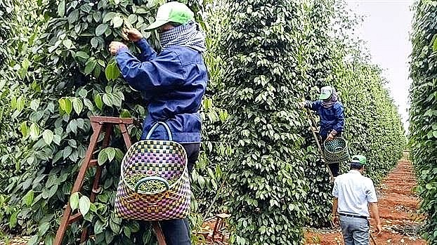 Giá tiêu đang tăng cao khiến người nông dân vui mừng ở thời điểm cận tết. Giá tiêu đang tăng cao khiến người nông dân vui mừng ở thời điểm cận tết.