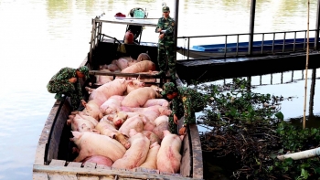 Chủ tịch UBND các tỉnh, thành phố chịu trách nhiệm trước Thủ tướng nếu để xảy ra nhập lậu heo, bò