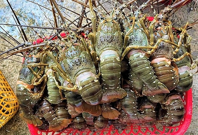 Vịnh Vân Phong (Khánh Hòa) được xem là thủ phủ tôm hùm Vịnh Vân Phong (Khánh Hòa) được xem là thủ phủ tôm hùm