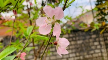 Sắc xuân tràn ngập làng nghề trồng đào truyền thống Đông Sơn