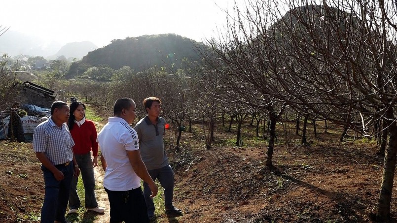 Người dân đến chọn đào tại vườn ở xã Đông Sơn. Ảnh Thương Thương