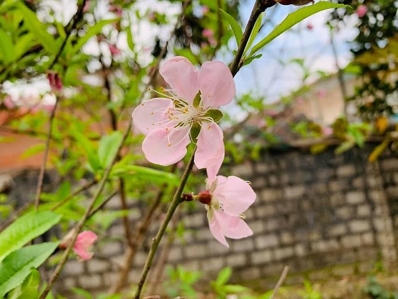 Đào phai Đông Sơn sẵn sàng đón Tết.