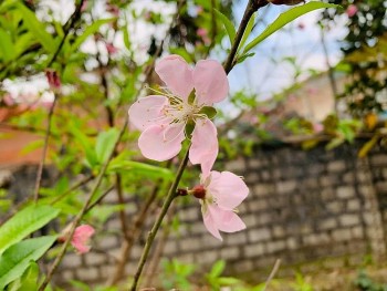 Sắc xuân tràn ngập làng nghề trồng đào truyền thống Đông Sơn