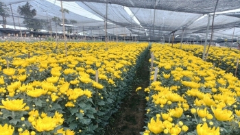Làng hoa Tây Tựu khoe sắc trong dịp Tết và lễ hội xuân