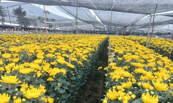 Làng hoa Tây Tựu khoe sắc trong dịp Tết và lễ hội xuân