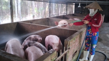 Giá heo hơi hôm nay 3/2: Giữ ổn định