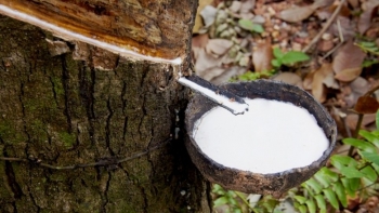 Giá cao su trên thế giới chạm mức cao nhất gần ba năm qua: Tạo đà cho doanh nghiệp xuất khẩu trong nước