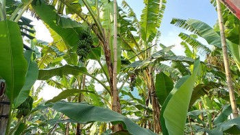 “Đỏ mắt” tìm mua chuối ngự ở làng Đại Hoàng ngày cận Tết