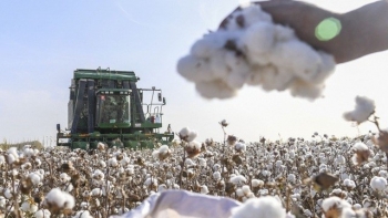 Việt Nam chi 2,8 tỷ USD nhập khẩu hơn 1,3 triệu tấn bông trong năm 2023