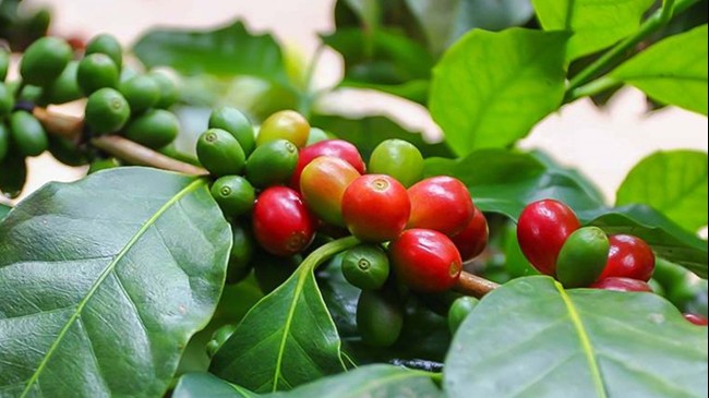 Giá nông sản hôm nay 4/2: Cà phê và hồ tiêu đồng loạt tăng trong tuần qua