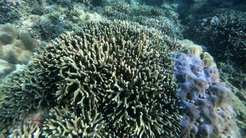 San hô xung quanh Hòn Mun phục hồi với "nhiều tín hiệu đáng mừng"