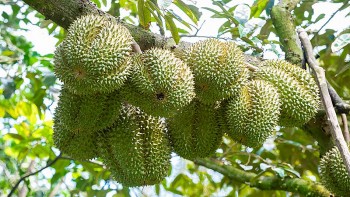 Giá sầu riêng tăng mạnh, nông dân lãi 1,2 - 1,5 tỷ đồng/héc ta