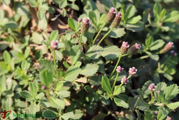 Cây lức dây - Loại cỏ mọc hoang với nhiều công dụng chữa bệnh