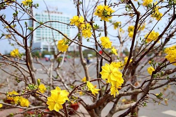 Hoa Mai vàng Bình Định khoe sắc