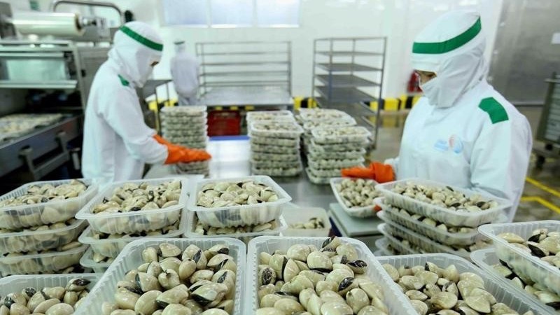 Xuất khẩu nghêu của Việt Nam thu về gần 79 triệu USD trong năm 2023