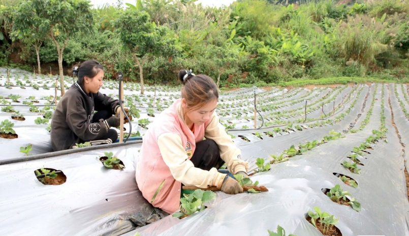 Dâu tây được trồng ở Mai Sơn (Sơn La) chủ yếu là giống dâu Hana của Nhật Bản. Dâu tây được trồng ở Mai Sơn (Sơn La) chủ yếu là giống dâu Hana của Nhật Bản.