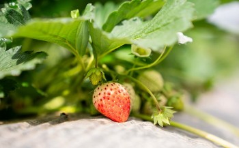 Quả dâu tây Cò Nòi đã có thương hiệu