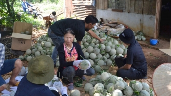 Hoa, trái cây hút hàng dịp cuối năm, nông dân vui mừng đón Tết