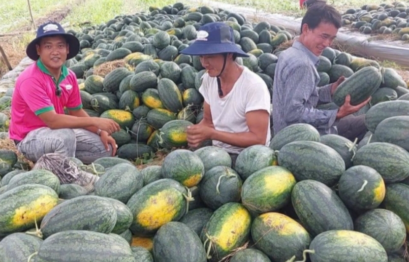 Nông dân Tiền Giang thu hoạch vụ dưa hấu với niềm vui trúng mùa. Ảnh Nhật Trường