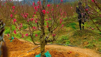 "Thủ Phủ" đào Nam Phong rộn ràng đón Tết Nguyên đán 2024