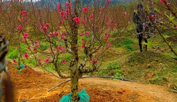 "Thủ Phủ" đào Nam Phong rộn ràng đón Tết Nguyên đán 2024