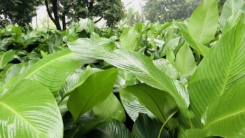 Làng lá dong Tuấn Dị ngập tràn sắc xanh tất bật dịp Tết Nguyên đán