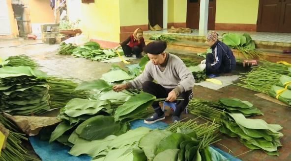 Tất bật thu hoạch lá dong, mong hốt bạc dịp Tết Nguyên đán