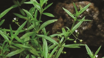 Cây lưỡi rắn - Loại cỏ mọc hoang với nhiều công dụng chữa bệnh