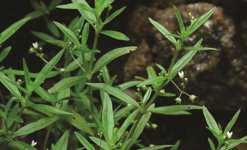 Cây lưỡi rắn - Loại cỏ mọc hoang với nhiều công dụng chữa bệnh