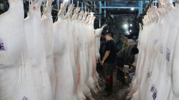 Mục tiêu tăng sản lượng thịt heo 4% năm 2024 rơi vào thế khó