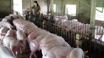 Giá heo hơi hôm nay 6/2: Xu hướng giảm chiếm phần lớn thị trường