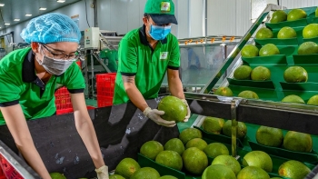 Xuất khẩu rau củ quả sẽ đạt kỷ lục mới?