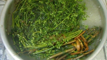 Những điều cần biết khi tắm lá mùi già