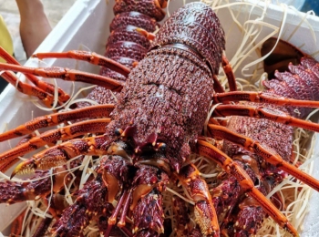 Tôm hùm Úc cao cấp giá rẻ hiếm có, gần nửa triệu đồng một kg giò gà Đông Tảo vẫn nhiều người tìm mua