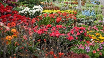 Những chợ hoa Tết sầm uất nhất Hà Nội, tấp nập đông như trẩy hội