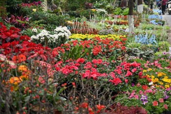 Những chợ hoa Tết sầm uất nhất Hà Nội, tấp nập đông như trẩy hội