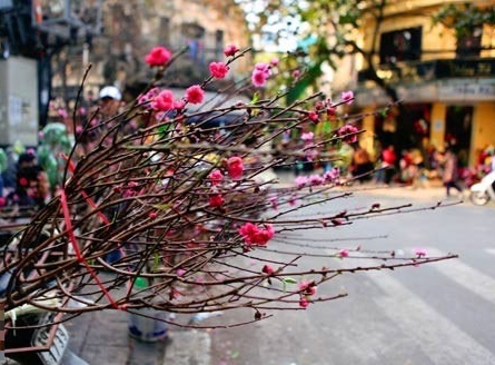 Những cành đào giá 50.000-100.000 đồng bán rất chạy . Những cành đào giá 50.000-100.000 đồng bán rất chạy .