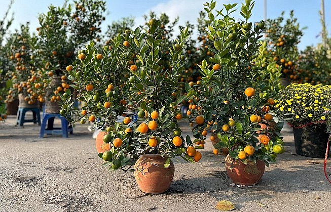 quất cảnh mini có giá bán dao động từ 150.000 - hơn 400.000 đồng/cây. quất cảnh mini có giá bán dao động từ 150.000 - hơn 400.000 đồng/cây.